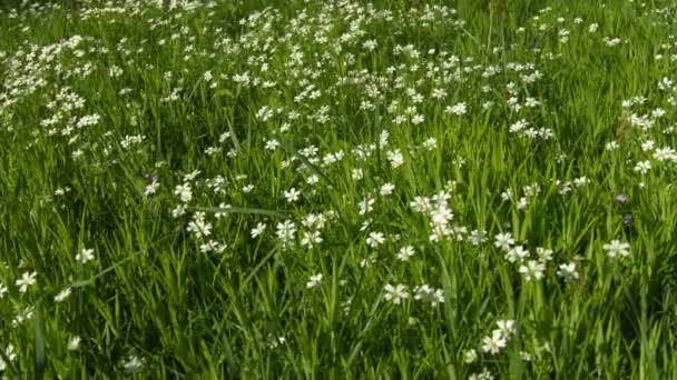 Video 1080p - Cerastium flowers (mouse-ear chickweed) on meadow — Stock Video