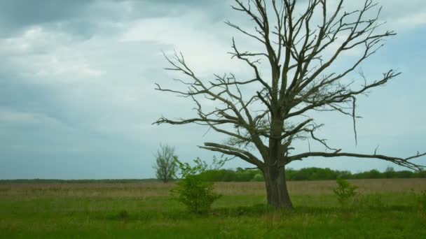 Video 1080p - toter Baum auf dem Feld. Trockene alte Eiche mit Schwenk- und Zoomeffekten — Stockvideo