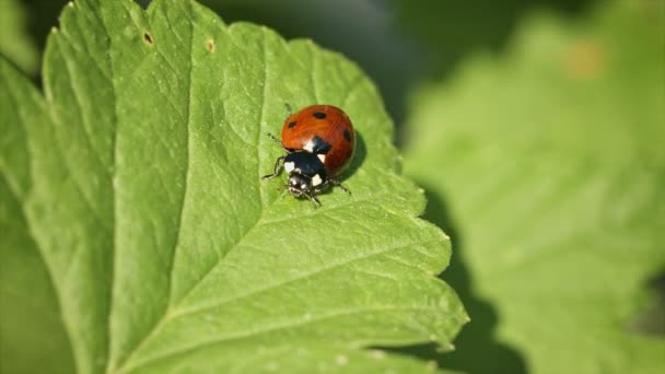 Vídeo FullHD - Coccinella septempunctata (siete puntos mariquita) en la hoja verde de grosella — Vídeos de Stock