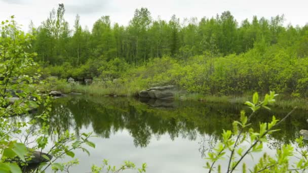 Видео 1920x1080 - Маленький пруд в северном лесу — стоковое видео
