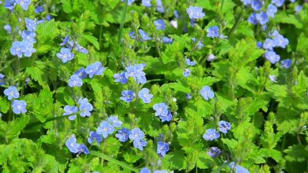 Video 1080p - kleine blauwe bloemen in de flowerbed - veronica — Stockvideo