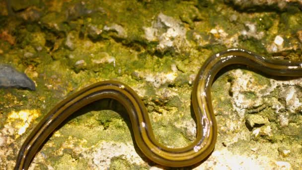 Vídeo FullHD - Bipalium (hammerhead worm) à procura de presas. Tailândia — Vídeo de Stock