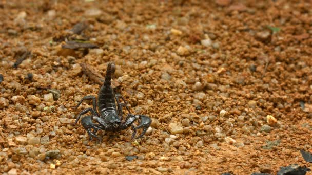 Video 1920x1080 Scorpione forestale asiatico (Heterometrus) in posizione difensiva a terra. Tailandia — Video Stock