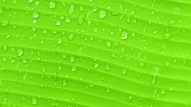 Video 1080p - The surface of green banana leaf with drops of water - nature background — Stock Video