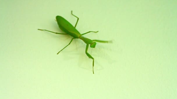 Video 1080p - Praying Mantis on the wall — Stock Video