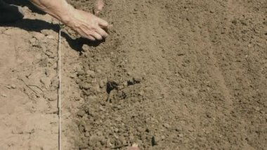 1080p video - patates tohum ekimi eski el yöntemi