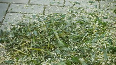 Malç yapılmış bir bahçe shredder kullanarak video 1080p - yakın çekim