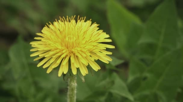 Video 1080p - Flowering dandelion close up — Stock Video