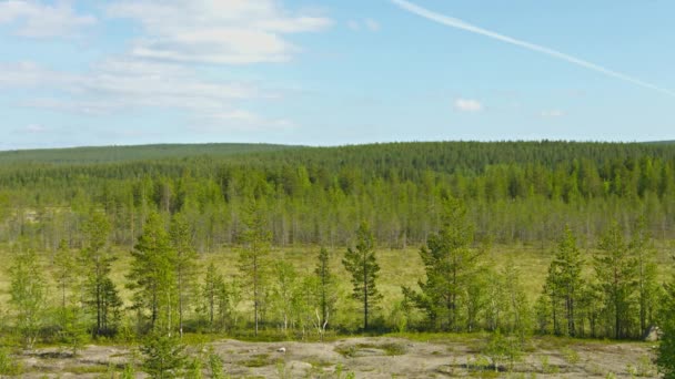 Video 1080p - nördliche Landschaft mit Kiefern und Mooren. Russland — Stockvideo