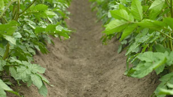 Vídeo 1080p - Cultivando batatas. Linhas de plantas — Vídeo de Stock