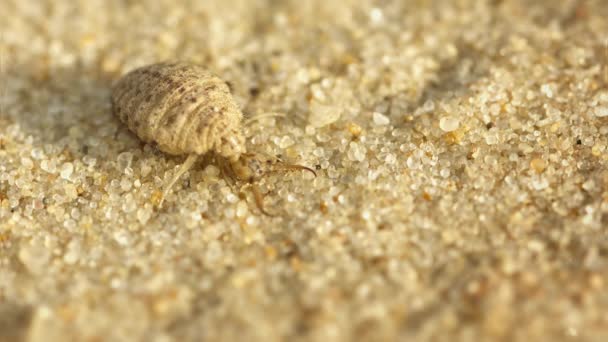 视频 1080 p-只蚁幼虫洞穴在沙子里-宏 — 图库视频影像