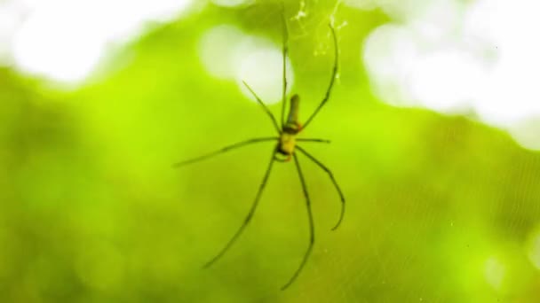 Vídeo 1080p - Maior Orbe de Ouro de aranha na web na floresta tropical da Tailândia — Vídeo de Stock