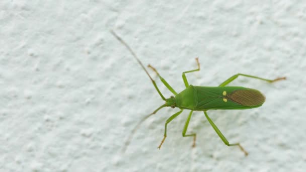 1080p video - Green shield bug on the wall close-up. Насекомые Таиланда — стоковое видео