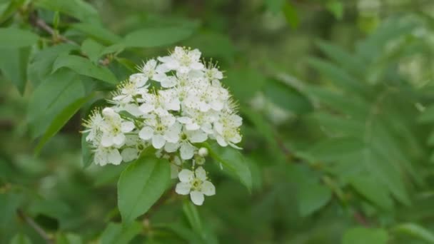 1080p wideo - kwitnienia wiśniowe drzewo w ogrodzie — Wideo stockowe