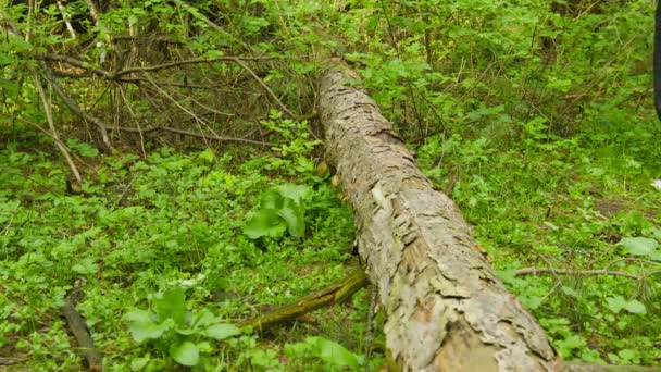 1080p video - een man lopen door het bos kruist een omgevallen boom — Stockvideo