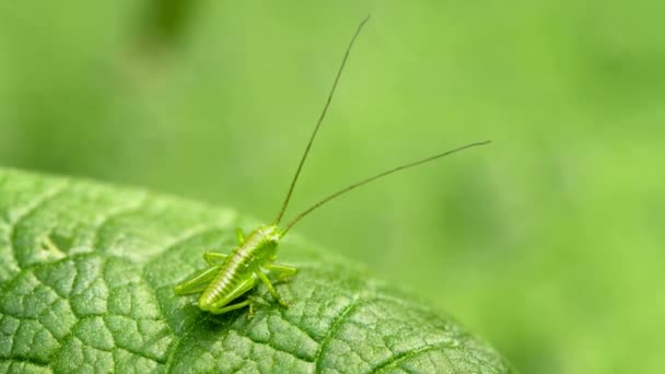 1080p video - larvaen av grasshopper. djur använder förklädnad — Stockvideo