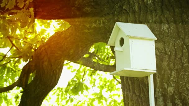 1080p video - birdhouse monteras på stammen av en stor ek — Stockvideo