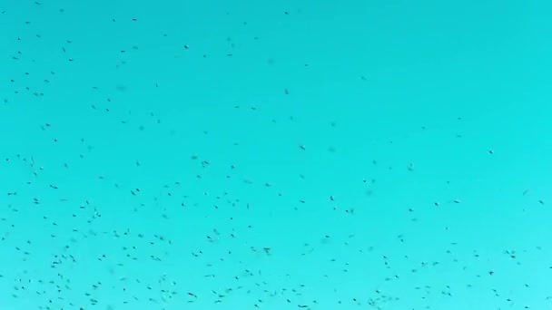 1080p видео - кровососущие насекомые в воздухе — стоковое видео