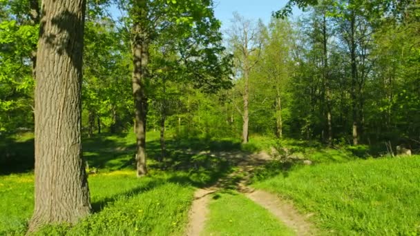 1080p video - Panorama de bosque de robles con un sendero — Vídeo de stock