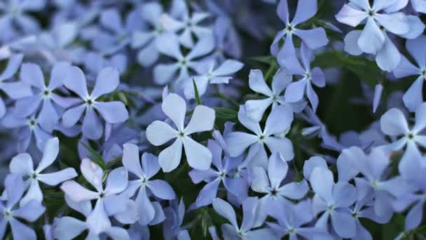 1080p video - blauwe phlox bloemen op bloem bed close-up — Stockvideo