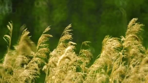 1080p video - Phragmites (common reed) swaying in the wind — Stock Footage 1080p video - Phragmites (common reed) swaying in the wind Stock Footage