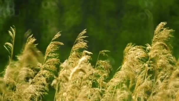 1080p wideo - trzcina pospolita (wspólne reed), kołyszące się na wietrze — Wideo stockowe