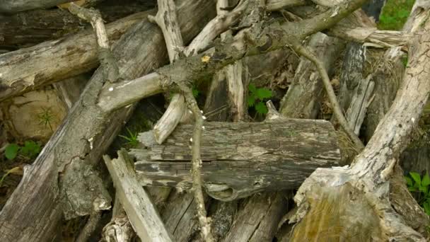 1080p video - Un montón de madera podrida en un bosque de robles — Vídeo de stock