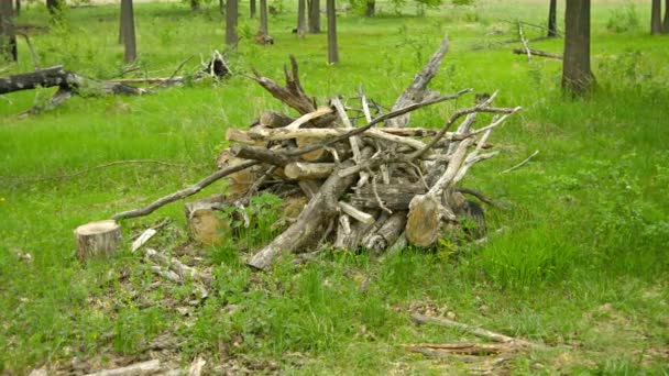 1080p video - Un montón de madera de roble en el suelo del bosque — Vídeos de Stock