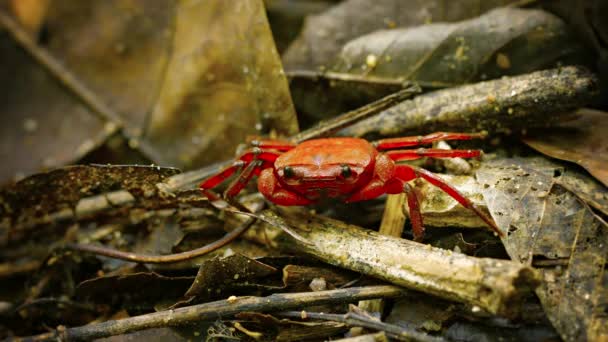 Videa 1080p - semiterrestrial živící se ovocem vodopád krab (phricothelphusa limula) na lesní půdě. Phuket, Thajsko — Stock video