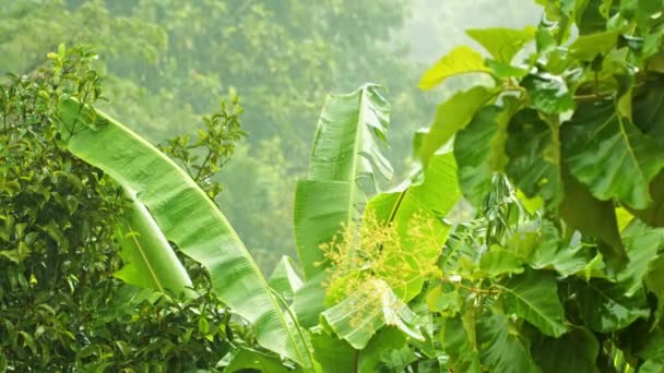 Video 1080p - la temporada de lluvias en el clima tropical — Vídeo de stock