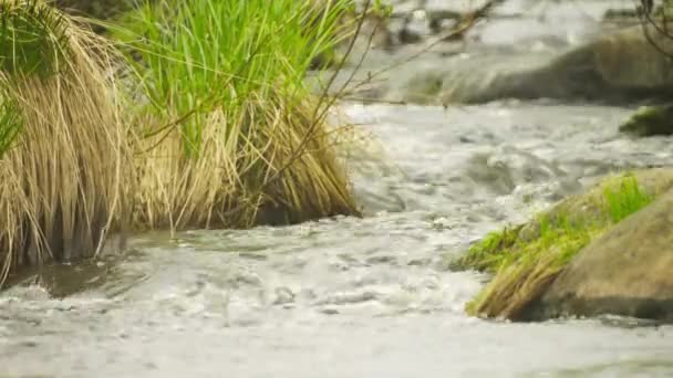 1080p video - arroyo de primavera en el bosque del norte de cerca — Vídeo de stock