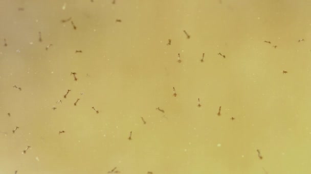 Video 1080p - Larvas de mosquitos en charcos agua fangosa — Vídeo de stock