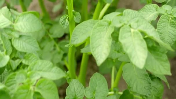 1080p video - groeiende aardappelen in een veld. groene bladeren close-up — Stockvideo