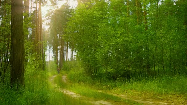 Відео 1080p - Весела дівчинка їде на велосипеді на сонячному сосновому лісі — стокове відео