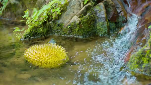 Video 1080p - Fruta duriana flotando en el arroyo del bosque — Vídeo de stock