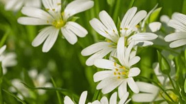 Video 1080p - Cerastium çiçekler çayır (fare - kulak chickweed) kadar yakın ve yakınlaştırma
