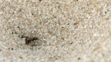 Video 1080p - Antlion larva karınca yakaladı.