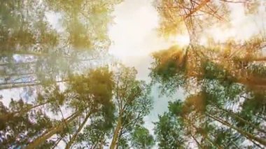 Video 1080p - ağaçlar kron gökyüzüne karşı. Güneşli bir günde çam ormanı ile çalışan