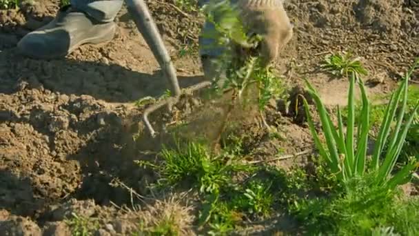 Vídeo FullHD - Controle de ervas daninhas em um pequeno jardim com a ajuda de garfo — Vídeo de Stock