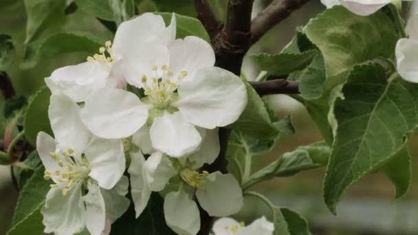 Vídeo 1080p - Flores brancas da árvore da maçã close-up — Vídeo de Stock