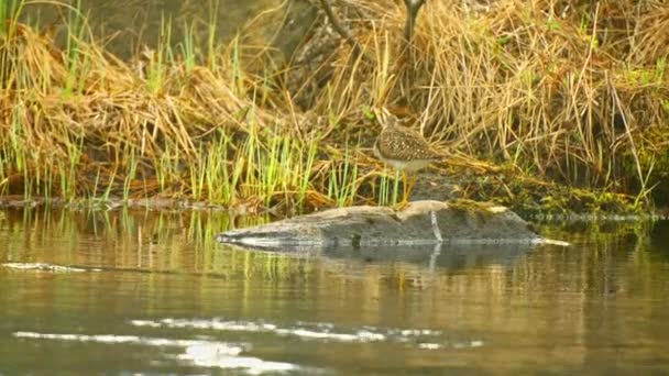 Video 1080p - Jespák (Calidris melanotos) na řece. Severozápadní Rusko — Stock video