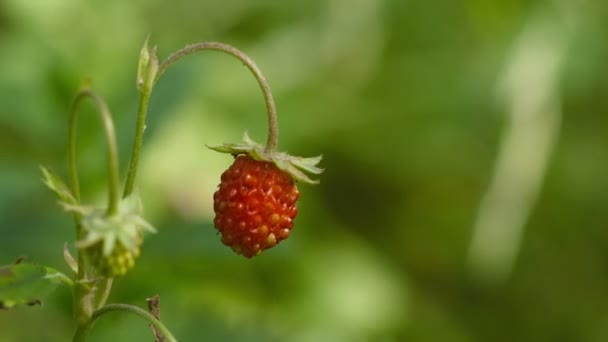 Video 1920x1080 - Fresa silvestre - berrie madura de cerca — Vídeo de stock