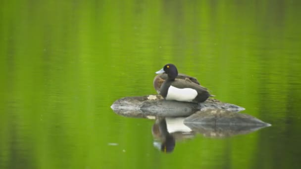 Відео 1080p - пара качок (Айтія фулігула) на ставку. Дикі птахи в природному середовищі — стокове відео
