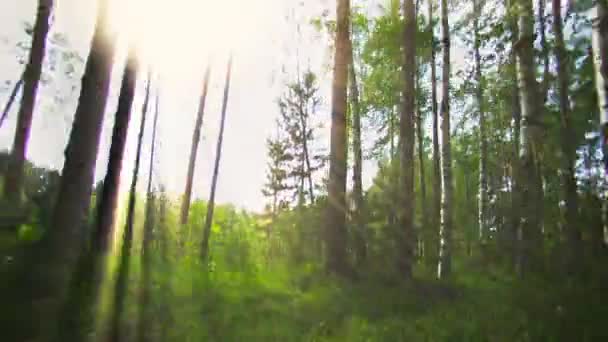 1920x1080 video - The view from the eye of the animal, hunting in the woods. POV — Stock Video