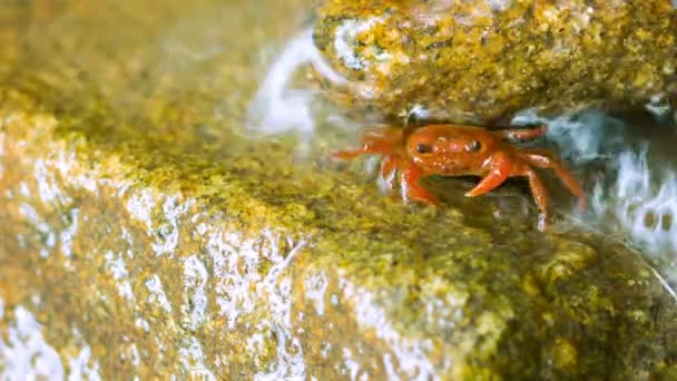 Video 1080p - semiterrestrische frugivore Wasserfallkrebse (phricothelphusa limula). phuket, thailand — Stockvideo