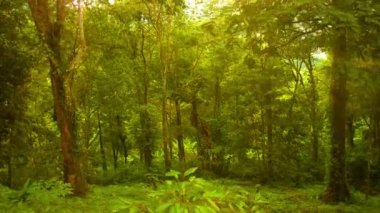 Temizlenen yağmur ormanları. Tayland. Phuket