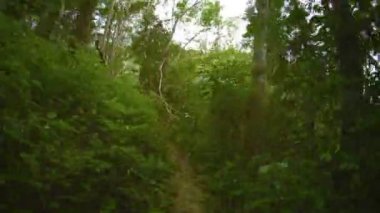 Güneşli bir günde bir orman yolu üzerinde çalışıyor. Tayland. Phuket