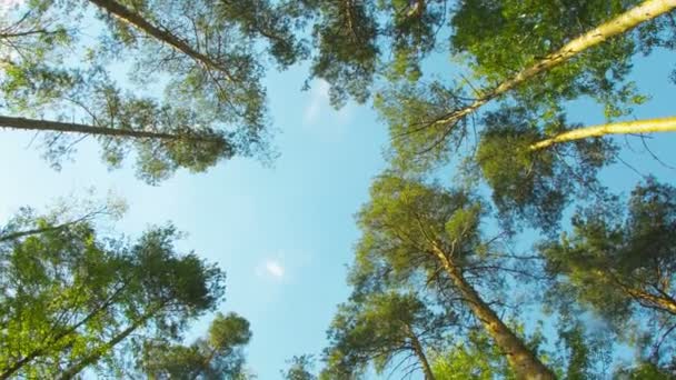 Coronas de árboles giratorios en el bosque de pinos — Vídeo de stock