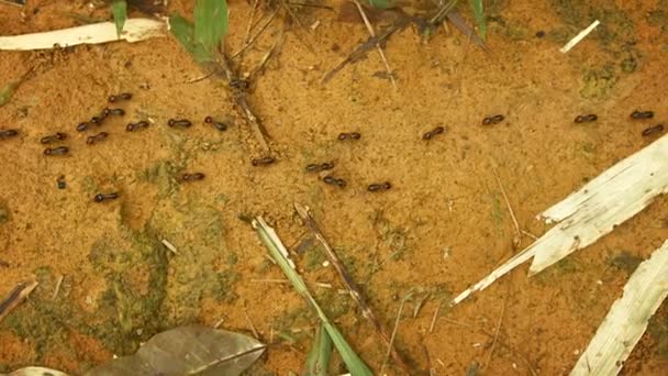 Термиты на земле в тропическом лесу Таиланда — стоковое видео