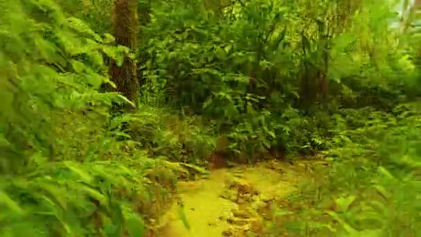 Snel fietsen langs bergpad onder tropische plantage — Stockvideo